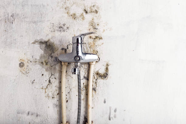 Best Health and Safety Mold Remediation in Roseburg Nth, OR