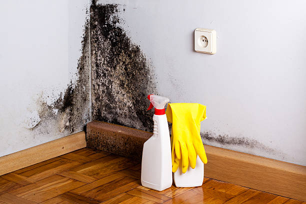 Best DIY Mold Remediation Support Services in Roseburg Nth, OR