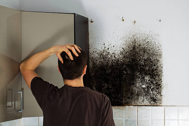Best Mold Remediation for Specific Building Types in Roseburg Nth, OR